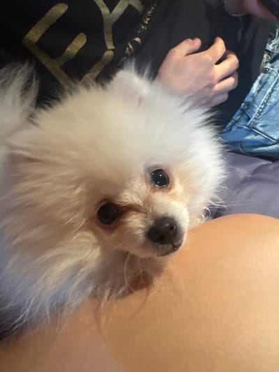 A white Pomeranian dog with dark eyes and a black nose is looking at the camera. The dog's head and upper body are visible. The dog is fluffy with long white fur. The background is blurred and appears to be a dark fabric with a gold pattern, and a person's hand wearing a blue denim garment. The dog is positioned on a person's lap, which is a light skin tone. The image was taken indoors, likely in a residential setting. There is no information about the location in Rosoman, Bulgaria.