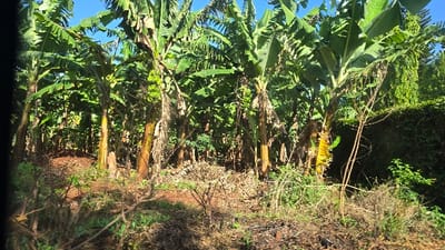 The image presents a dense outdoor scene dominated by numerous banana plants under a bright, clear blue sky. Tall banana trees with large, vibrant green leaves fill the majority of the frame, creating a rich, verdant canopy. Several of these plants prominently display bunches of green, unripe bananas, particularly visible on the left and right sides of the image.
The ground beneath the banana trees is a mix of natural elements: reddish-brown earth, dried leaves, fallen plant debris, and scattered patches of smaller green shrubs and undergrowth. A somewhat cleared or less vegetated area is visible in the mid-ground. To the far right, dense green foliage, possibly a thick hedge or climbing vines, forms a backdrop. The bright sunlight indicates daytime, likely morning or early afternoon, with clear weather. No people or artificial structures are visible, and there is no discernible text. The scene strongly suggests an agricultural or wild tropical landscape, aligning with the provided location context of Shimbi Mashariki, Tanzania.