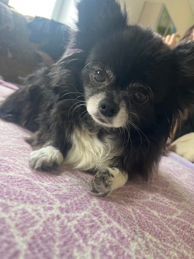 A long-haired black and white chihuahua rests on a pink textured surface. The dog's fur is predominantly black with white markings on its chest and paws. Its eyes are dark and appear to be looking towards the viewer. The background is blurred, but suggests an indoor setting with a window letting in natural light. The scene is shot from a low angle, emphasizing the dog's face. There is no discernible location in the city of Nachalovo, Russia.