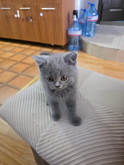 A small, grey domestic kitten, likely a British Shorthair due to its compact build and rounded features, stands on a light beige, vertically ribbed cushion in a residential indoor setting. The kitten faces the viewer directly, exhibiting large, round amber-brown eyes, a small dark nose, and short whiskers. Its ears are slightly folded or set low, characteristic of a Scottish Fold or British Fold variant. Its front paws are visible on the cushion, with one slightly lifted.
The background on the left features a section of light brown wooden cabinetry, possibly in a kitchen or living area, with three silver-colored horizontal handles. Several small, light-colored objects, including white spherical items and darker rectangular shapes, are affixed to the cabinet surfaces. The floor beneath the cabinets and extending to the left is tiled with square, light brown or terracotta-colored tiles.
To the right of the kitten, in the background, multiple large, translucent blue plastic water bottles with white and red labels are visible, resting on a tiled or concrete surface. This surface appears to be a raised step or threshold, leading to a darker area, possibly a doorway. The wall behind the bottles is light-colored. The overall lighting is consistent with an indoor environment.