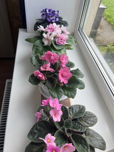 Three potted African violets are arranged on a white windowsill. The leftmost pot contains purple violets, followed by a pot with pale pink and white violets, and the rightmost pot has pink violets. The plants have dark green, fuzzy leaves and are in bloom. The windowsill is wide and white, with a silver-colored window frame above. Through the window, blurred green foliage and a grey, textured surface are visible, suggesting an outdoor view. The lighting indicates it is daytime. The overall scene conveys a sense of domestic tranquility and appreciation for nature.