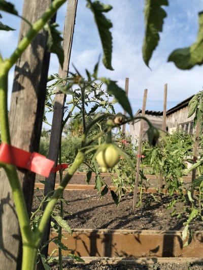 This is a medium-angle, eye-level shot of a garden in Makinsk, Kazakhstan, likely taken on a sunny day. The foreground is dominated by the bright green stem of a tomato plant, with a red tag wrapped around it. Behind this plant, several other tomato plants are visible, supported by wooden stakes. These plants are in various stages of growth, with some bearing small, green tomatoes.

In the background, a rustic wooden shed with windows stands against a clear blue sky with scattered white clouds. The garden beds appear to be raised wooden boxes filled with dark soil. The overall impression is one of a flourishing vegetable garden, possibly a home garden or a small-scale farm, under the bright daylight. The time of day is suggested to be morning or afternoon due to the presence of strong shadows cast by the plants and stakes. The clear sky and absence of rain suggest fair weather. No people are visible in the frame. There is no visible text in the image.