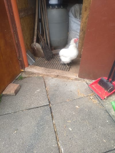 The image shows a white hen standing in an open doorway. The hen is facing to the left, with its head down as if pecking at the ground. In the background, there is a large grey plastic barrel and a white bag. To the right of the hen, a red dustpan with a black brush is visible. The ground outside the doorway is paved with grey stone slabs and straw is scattered around. In the far right of the image, a pile of grey paving stones is visible. The scene appears to be outdoors, possibly in a farmyard or backyard. The lighting suggests it is daytime, and the weather is likely dry. No text is visible in the image.