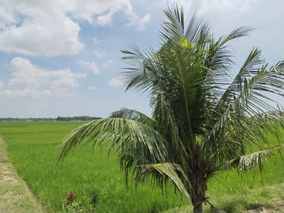 The image depicts a rural landscape in Teupinbayu, Indonesia. The foreground is dominated by a young coconut palm tree with vibrant green fronds. Behind the tree stretches a vast, lush green rice paddy field, suggesting an agricultural setting. The sky is light blue with scattered white clouds. There are no visible people or animals. The image conveys a sense of tranquility and tropical nature.