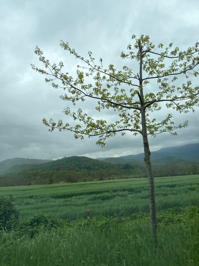 A landscape features a slender tree with sparse green leaves in the foreground. Behind the tree, a field stretches out towards a misty, forested mountain range under a grey, overcast sky. The image is oriented sideways.