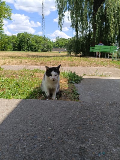 A black and white cat is sitting in the grass in front of a concrete path in an outdoor urban park. The cat is facing forward and looking down. In the background, there are trees, a power line tower, and a green park bench with a person sitting on it. The sky is blue with some clouds. The scene appears to be in the city of Dnestrovsk, Moldova.