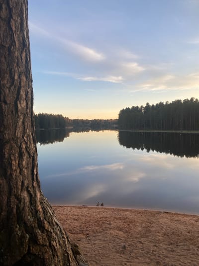 This image captures a serene natural landscape in Vyritsa, Russia, likely during sunrise or sunset given the soft, warm light. The scene is dominated by a calm body of water, possibly a lake or river, which perfectly reflects the sky and a dense forest line.

In the foreground, a large, textured tree trunk or log spans the bottom of the frame, anchoring the composition. To the right, a sandy or earthy bank stretches along the water's edge. On this bank, two small, dark figures are faintly visible near the water, though their specific identity (e.g., people or animals) cannot be clearly determined.

The midground features the expansive, still water, which acts as a mirror, showing a near-perfect reflection of the trees and the sky above. The reflected forest appears as a dark, dense band across the center of the image. Above this reflection, the actual sky displays a gradient of colors, transitioning from a pale blue on the left to a warmer, yellowish-white on the right, suggesting the low position of the sun. Scattered wispy clouds are present in the sky, with their faint reflections also visible on the water's surface.

The background consists of a thick line of evergreen trees on the opposite bank, forming a dark silhouette against the brighter sky. The stillness of the water, the clear reflections, and the soft lighting create a peaceful and tranquil atmosphere. There is no visible text in the image.