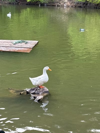 A stagnant body of water, possibly a pond or a neglected pool, fills most of the frame. The water appears murky, reflecting the surrounding greenery with slight ripples disturbing the surface. A wooden dock with a decorative, green reptile figure attached to its side is situated on the left edge of the water. Floating in the water is a white, plastic goose figurine perched atop a decaying tree stump. The background consists of dense foliage along the banks, contributing to the shaded and still atmosphere. A duck is visible in the background floating in the water. The photograph seems to be taken at a slight angle, giving a sense of depth to the scene.