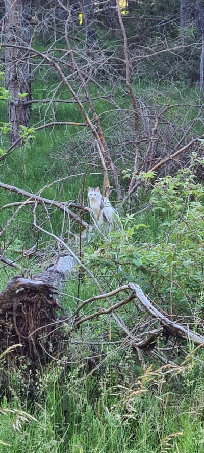 A white cat with tabby markings on its head is looking directly at the camera from within a dense thicket of dry branches and green foliage. The cat is positioned in the mid-ground, slightly to the right of center. Its eyes are bright and alert. The environment is a natural, wooded area with a carpet of green grass and weeds covering the ground. A large, gnarled tree root is visible in the foreground, to the left. The lighting suggests it is either early morning or late afternoon, with dappled light filtering through the trees. There are no people or man-made structures immediately visible in the scene. The location is described as Deutschnofen - Nova Ponente, Italy.