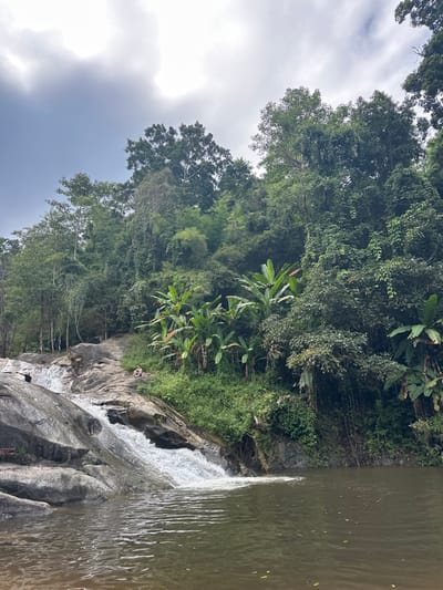A verdant forest borders a rocky waterfall that flows into a murky river. The scene is dominated by various trees and lush foliage. A cloudy sky hovers above the landscape. The waterfall appears to be tiered, with water cascading over the rocks. The river's surface is relatively still, reflecting the surrounding greenery and overcast sky.