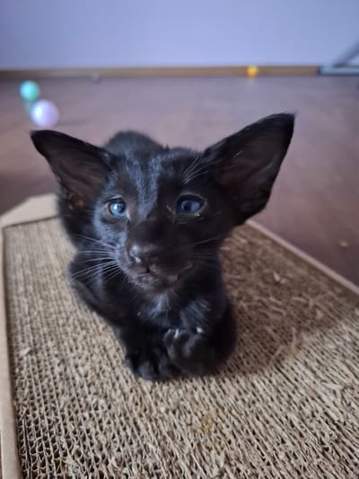 The image shows a black kitten with bright blue eyes sitting on a brown corrugated cardboard scratching post. The kitten is positioned in the center of the frame, looking directly at the camera. Its ears are large and pointed, characteristic of certain breeds. The background consists of a wooden floor and a light purple wall. In the upper left corner of the background, two blurred spherical objects, one light blue and one pink, are visible. The overall scene is indoors, likely a domestic setting. There are no people or specific landmarks of Таптыково, Russia, visible in the image.