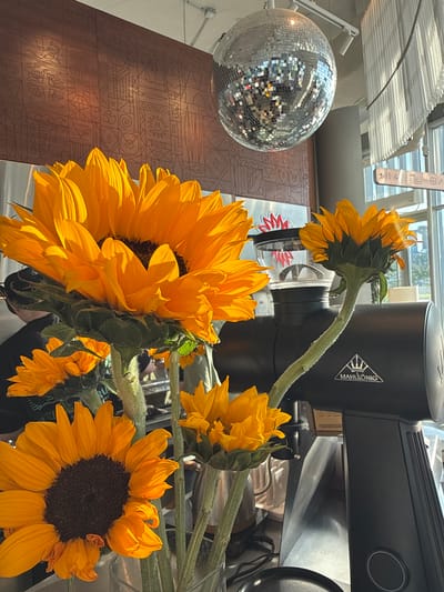The image depicts a still life indoors. Several sunflowers in various stages of bloom and wilt are prominently displayed. A silver disco ball hangs to the left. Behind the flowers is a black coffee grinder, with a logo visible that reads "MAHLKÖNIG". A table with a textured surface appears behind the sunflowers and disco ball, partially illuminated by sunlight filtering through a window or skylight. The environment is bright, suggesting a sunny day. The location, Zvanka, Russia, is not evident from the image.