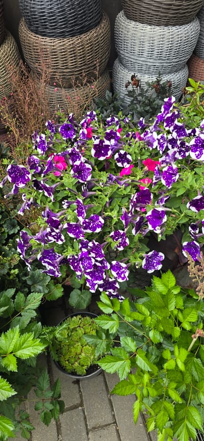 The image depicts an outdoor scene in Русская Деревня-2 Кп, Russia, likely a garden center or a residential outdoor area. In the foreground, a cluster of vibrant purple petunias with white speckles is in full bloom, interspersed with a few bright pink petunias. Surrounding the flowers are lush green leaves, some with serrated edges, and a few dry, brown branches. To the left, partially visible, are stacked woven baskets in various neutral tones, including grey, brown, and off-white. In the lower center of the image, a black pot contains a succulent plant with tightly packed, lime-green leaves. The ground is paved with grey rectangular bricks. The overall impression is one of a well-maintained display of plants and decorative elements.