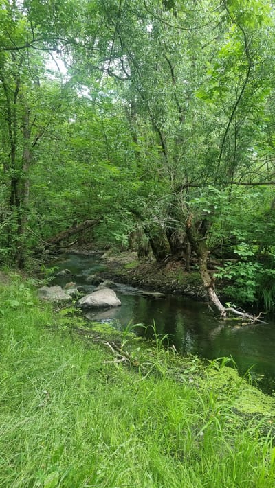 The image depicts a tranquil forest scene with a narrow stream flowing through it. Lush green foliage, characteristic of a temperate forest, dominates the landscape, with a dense canopy of trees overhead and thick undergrowth along the banks of the stream. The water in the stream is dark and appears slow-moving, with some rocks visible along its edges and in the middle. Patches of green aquatic plants float on the surface of the water in places. The banks of the stream are covered in vibrant green grass and other vegetation. Fallen branches and logs are visible in and around the water, adding to the natural, undisturbed feel of the environment. The overall impression is one of a secluded, natural setting. The location is identified as being in the city of Mala Smilianka, Ukraine. There are no people or animals visible in the image.