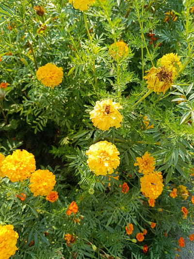 The image shows a close-up view of a densely planted garden bed filled with marigold flowers in various stages of bloom and decay. The dominant colors are bright yellow and orange from the flowers, set against a backdrop of lush green foliage. Several yellow marigold blossoms, some full and vibrant, others wilted and browning, are prominently featured. Small, bright orange marigolds are also scattered throughout the greenery. The plants are characterized by feathery, fern-like leaves. The lighting suggests it is daytime, with sunlight illuminating the scene, creating some dappled shadows. The scene is devoid of any human presence or urban elements, indicating a naturalistic outdoor setting. It is not possible to determine the specific location within the city of Қарасу, Kazakhstan, from the provided image.
