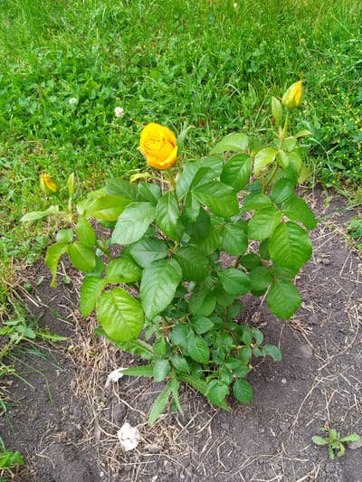 In Romodan, Ukraine, a single yellow rose bush stands in dark soil, surrounded by green grass and dry twigs. A fully bloomed yellow rose is visible at the top left of the bush, with two yellow buds, one partially open, above it. The rose bush has abundant green leaves. In the background, the grass is thick and interspersed with small white and yellow wildflowers. The ground around the bush is a mixture of soil and dry vegetation.