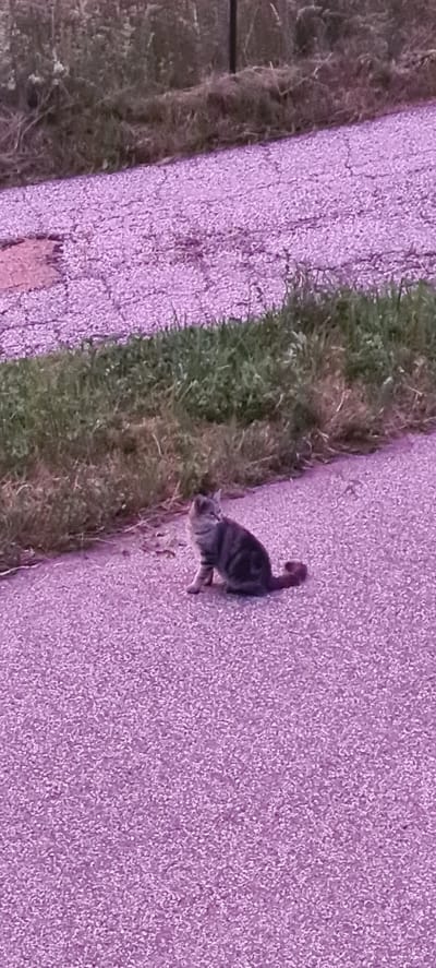A tabby cat is sitting on an asphalt surface, which has a purple hue due to lighting conditions. The cat is looking to its left, with its tail curled. Behind the cat, there is a strip of green grass, and further back, a blurred area of vegetation. The asphalt surface shows cracks and appears to be a pathway or road. The scene is outdoors.
