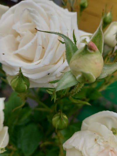 A close-up, slightly tilted shot showcases several white rose buds and one open white rose in bloom. The flower is partially unfurled, revealing delicate, layered petals. Several green buds, some with hints of pink at their tips, are clustered around the main bloom. The buds are covered in fine, soft hairs, characteristic of rose hips before they develop into fruit. The background is a blur of green foliage and a hint of a yellow wooden surface, suggesting an outdoor garden setting. The lighting suggests it could be daytime, likely with soft, natural light. There is no visible text in the image. The scene is tranquil and focuses on the delicate beauty of the roses in various stages of development.