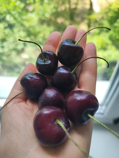 A hand is holding a small cluster of dark red cherries. The cherries are plump and shiny, with some of them still attached to thin green stems. The hand is light-skinned and appears to be resting against a blurry background of green foliage and a white surface. The overall impression is a close-up shot of fresh fruit, likely taken outdoors or near a window, given the natural lighting and the hint of greenery. The image does not contain any information that would suggest a specific location in Slavgorod, Russia.