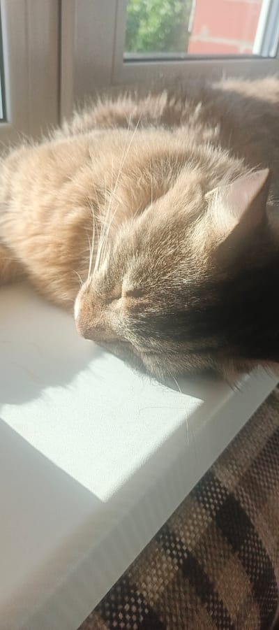An indoor photograph taken at a slight downward angle captures a ginger-colored cat sleeping peacefully on a white surface, likely a windowsill, bathed in dappled sunlight. The cat's eyes are closed, and its face is turned away from the viewer. The background shows a window with greenery and a brick building visible through it. A patterned blanket or fabric is visible in the lower right portion of the frame. The image was taken in the city of Melnikovo, Russia.
