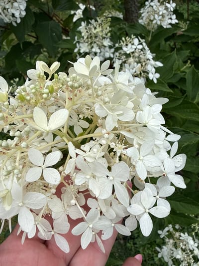 In Fairview Township, United States of America, a hand is seen holding a cluster of white hydrangea flowers. The flowers are delicate with multiple petals and some appear to be in bud form. The background is filled with lush green foliage, suggesting an outdoor setting, possibly a garden or park. The lighting is natural, casting soft shadows on the flowers and hand.