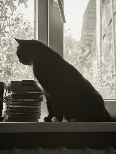 A black cat with white paws sits silhouetted on a windowsill, facing towards the left of the frame. The cat is positioned in front of a window that looks out onto greenery and possibly a building. To the left of the cat is a stack of what appear to be CD or DVD cases. The overall image is monochrome and appears to be taken indoors, possibly in Ковригино, Russia, judging by the context. The lighting suggests it is daytime, with sunlight filtering through the window.