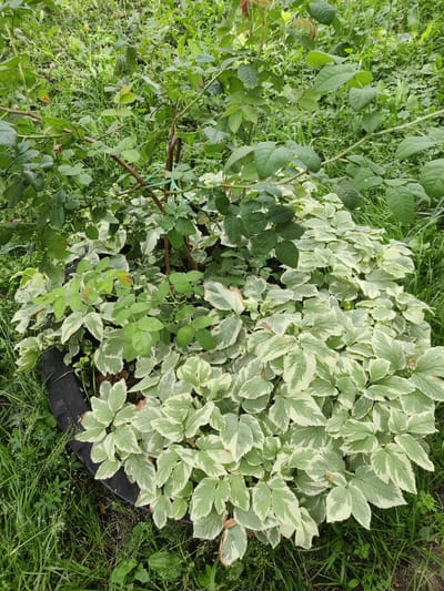 A medium shot captures a garden scene in Koziatyn, Ukraine, featuring a rose bush with dark green leaves and thin brown branches, partially supported by a thin green tie to a thicker support stake. The rose bush is surrounded by a dense cluster of variegated ground cover plants with heart-shaped leaves, displaying a mix of green and creamy white variegation. These plants are contained within a circular black tire, which is placed on the ground amidst lush green grass and other wild vegetation. The lighting suggests an overcast day, with diffused light illuminating the scene evenly.