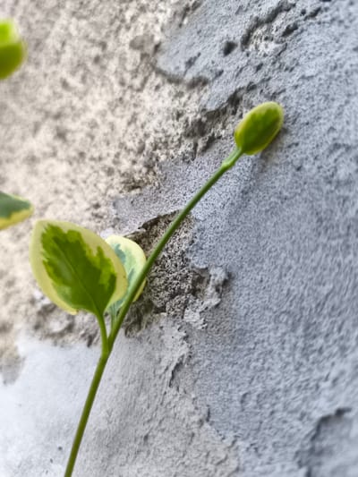 A close-up, low-angle shot shows a thin green vine with variegated leaves growing against a textured, weathered gray concrete wall. The vine has a prominent unfurling bud at its tip, which is light green with yellow undertones. Several leaves are visible, displaying a pattern of green centers with creamy yellow edges. The wall's surface is rough and uneven, with areas of lighter and darker gray. The lighting is soft, suggesting an overcast day. There are no people or animals in the frame. The scene is likely outdoors, possibly on a building exterior.