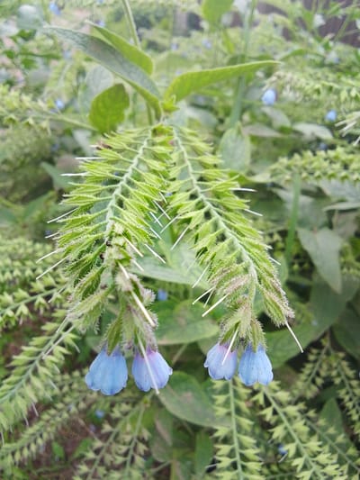 The image shows a close-up view of a plant with small blue flowers and spiky green leaves. The plant is growing in an outdoor environment, with other green foliage and some brown soil visible in the background. The lighting suggests it is daytime. The image was taken in the city of Snopok Novyi, Russia. There are no people or animals visible in the image.