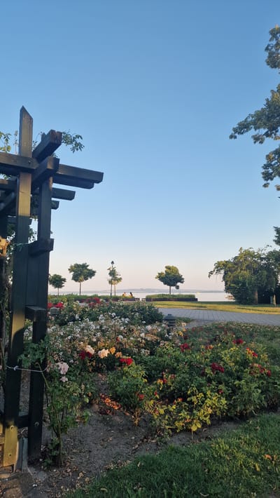 In Keszthely, Hungary, a garden path leads to a waterfront promenade. In the foreground, a dark wooden pergola frames a vibrant flowerbed filled with red and white roses. Beyond the flowers, two individuals are seated on a bench, facing a tranquil lake. The sky above is a clear, pale blue.