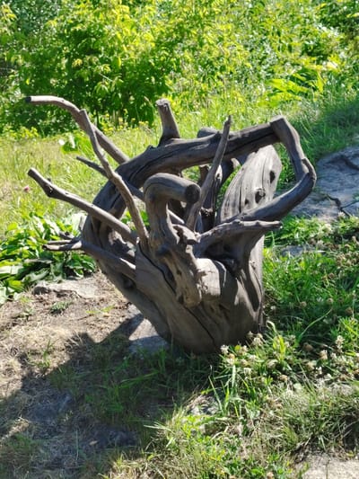 A close-up, eye-level outdoor shot depicts a piece of weathered driftwood sculpture situated in a grassy area. The driftwood, a gnarled and twisted assembly of branches and a central trunk, is predominantly gray with visible texture. It is positioned on a patch of dry and green grass, with some scattered small white flowers. In the background, lush green foliage forms a dense backdrop. The lighting suggests a sunny day, casting a shadow to the left of the sculpture. There are no people or animals visible in the image. The scene is located in the city of Staiky, Ukraine.