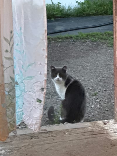 A medium shot captures a grey and white cat sitting on a gravel surface, facing the camera. The cat is looking directly at the viewer with its head slightly tilted. To the left of the cat, a sheer curtain with floral embroidery hangs, partially obscuring the view. The background consists of a dark, asphalt-like surface and green vegetation. The scene appears to be outdoors, possibly near a building entrance or window. The location is Starokhalilovo, Russia.