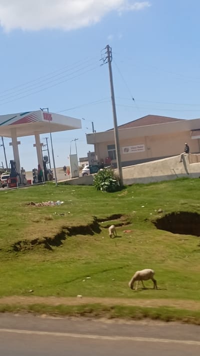 A sunny landscape shows a gas station with cars and people near pumps, and a building with signage reading "Vista Point Service Station." An electric pole stands tall. In the foreground, a grassy area features two sheep grazing. The grass slopes down to what appears to be a road. The sky is blue with some clouds.