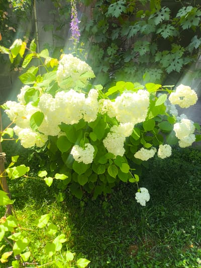 The image depicts a dense shrub of white hydrangeas in full bloom, set against a backdrop of a grey concrete wall and lush green foliage. Sunlight streams through the leaves, casting dappled patterns and creating a bright, airy atmosphere. In the upper left corner, a delicate purple bell-shaped flower hangs from a vine, adding a touch of contrast to the scene. The ground beneath the hydrangeas is covered in green grass, with some small white flowers scattered throughout. The overall impression is one of a peaceful, sun-drenched garden. The specific location in the city of Малиновка, Kyrgyzstan is not discernible from the image itself, as there are no distinguishing landmarks or geographical features present.