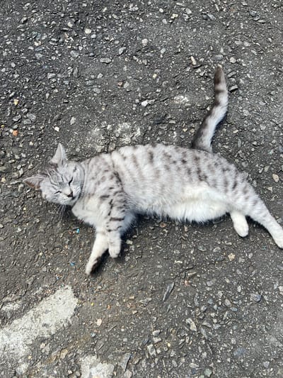 A silver tabby cat is lying on its back on a grey asphalt surface. The cat is mostly white with dark grey tabby markings on its back and tail. Its eyes are closed, and its legs are splayed out. The asphalt is rough and appears to be a road or sidewalk, with small stones and debris visible. A white painted line runs across the lower left corner of the image. The scene is outdoors and appears to be in the city of Askarovo, Russia.