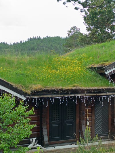 The image depicts a charming wooden cabin nestled into a hillside in Hovden, Norway. The cabin features a living roof covered in lush green grass and dotted with numerous small yellow wildflowers, creating a natural and integrated aesthetic. Beneath the eaves, a string of white lights dangles, suggesting a festive or cozy ambiance. The cabin has dark, double doors with a gridded design on the left and a patterned door on the right.

In the foreground, a young tree with vibrant green leaves stands to the left of the entrance, and a piece of weathered driftwood rests near the cabin's base. A small pine sapling grows in front of the cabin. Behind the cabin, the hillside rises, covered in dense green forest. The sky is overcast, indicating a cloudy day, typical of the Norwegian climate. The overall scene evokes a sense of rustic tranquility and harmony with nature. There is no visible text in the image.