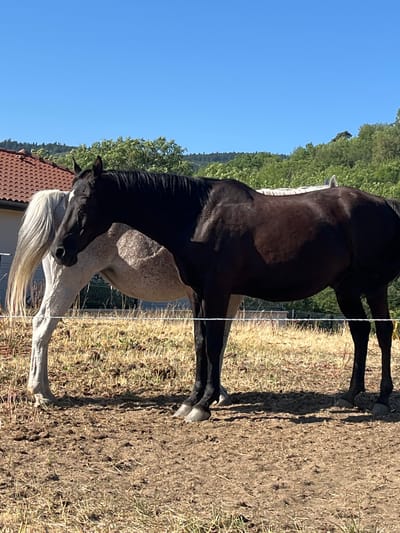 Two horses stand in a dry, grassy field. The horse in the foreground is dark brown and facing left. The horse behind it is white and dappled, also facing left. A white fence runs horizontally across the bottom half of the image. In the background, a red-tiled roof and green trees are visible, suggesting a rural or suburban setting. The sky is clear blue. The location is Gumières, France.