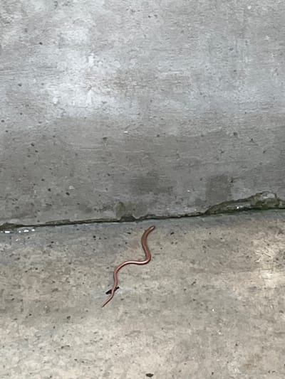 A reddish-brown, slender, snake-like creature is coiled on a grey, concrete surface. The surface appears to be outdoors and shows signs of wear, with a crack running horizontally near the top of the image. The background is a rough, grey concrete wall. The scene is devoid of any human presence or other discernible objects or activities, and there is no information available to determine its location in the city of Plovdivtsi, Bulgaria.