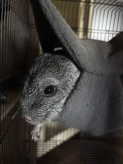 A close-up, eye-level, medium shot shows a chinchilla peeking out from a grey fabric hammock inside a cage. The chinchilla's head is mostly visible, with its left eye, nose, and a paw protruding from the fabric. The eye is dark and reflective, and the fur is dense and grey with white tips. The cage bars are visible in the background on the left, and a wooden surface is seen below and to the right. The lighting is dim, creating shadows and highlighting the chinchilla's fur. The image appears to be taken indoors.