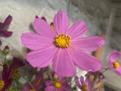 A close-up shot captures a cluster of cosmos flowers, with a prominent pink bloom at the center, its petals slightly ruffled and dusted with yellow pollen. The flower's center is a vibrant yellow disc surrounded by black stamens. Behind this central flower, several other cosmos flowers are visible, some in various shades of pink and a few darker magenta. The background appears to be a textured, light-colored surface, possibly a wall or countertop, with a slight sheen. No people or any indications of the city of Preobragenskaya, Russia are present in the image.