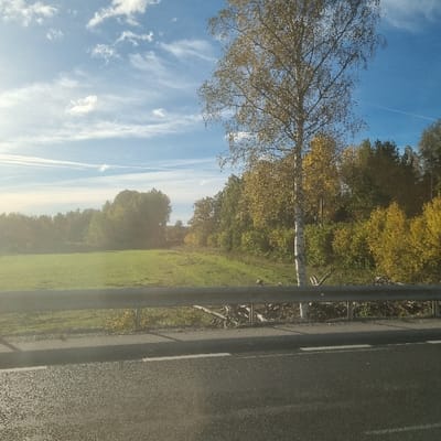 The image displays an autumnal roadside scene, likely situated on the outskirts or within a rural-edge area of Västervik, Sweden. The foreground features a dark, wet-appearing asphalt road surface with a solid white line delineating the edge and a broken white line immediately adjacent. Above the road, a silver metallic guardrail, supported by several posts, traverses horizontally across the lower mid-frame. Behind the guardrail, a sparse strip of ground contains discarded wooden debris and low-lying vegetation. To the left, a wide, flat green field extends towards a distant treeline. To the right, a prominent birch tree with distinct white bark and yellowish-green leaves stands tall, positioned between the guardrail and a dense background of trees. The overall treeline, characterized by a mix of green, yellow, and some brown deciduous foliage, forms a substantial barrier across the midground and background. The sky overhead is clear blue, accented by wispy white cirrus clouds and two faint contrails. Sunlight appears to originate from the upper left, casting a bright illumination across the landscape. No people, animals, or active interactions are visible in the scene.