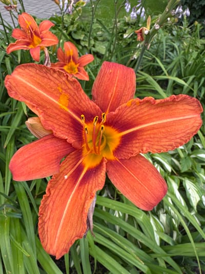 A close-up, eye-level, vertical shot showcases a vibrant orange daylily in full bloom, dominating the foreground. The flower exhibits six ruffled petals, radiating from a bright yellow and orange center. The petals are textured with fine lines and a darker reddish-orange hue towards the base and edges, with a distinct lighter orange stripe running down the center of each. Scattered pollen dusts some of the petals. The flower's stamen are prominent, tipped with dark anthers. Behind the main bloom, two more orange daylilies are visible, slightly out of focus. The background is a dense garden of lush green foliage, with some lighter-colored, variegated leaves interspersed. The setting appears to be a garden in the city of Канонерец Снт, Russia, likely during daylight hours. No people or animals are present.