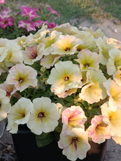In the city of Bekhtery, Ukraine, a close-up, eye-level outdoor shot captures a planter overflowing with pale yellow petunias that have delicate pink veining. The flowers are densely packed, with their trumpet-shaped blooms open and facing upward. Some of the flowers exhibit more pronounced pink streaks, while others are almost entirely yellow. The background is softly blurred, showing green foliage and patches of soil or gravel, suggesting a garden or landscaped area. The lighting appears to be natural sunlight, casting soft shadows and highlighting the textures of the petals. A dark plastic planter is visible at the bottom of the frame, containing the vibrant display of flowers. The overall impression is one of abundant floral beauty in a natural setting.