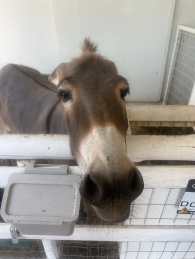 The image is an indoor close-up shot of a donkey's head and upper body. The donkey is brown with some lighter brown markings on its face. Its eye is visible and appears dark. The donkey is looking slightly towards the camera, and its nose is prominent in the frame. The setting appears to be an enclosure, possibly a stable or barn, with white painted walls and vertical supports. A white plastic feeder or container is attached to one of the supports in the foreground. In the background, there are white metal bars and a grid-like structure, suggesting a cage or pen. A sign with some text is visible at the top right of the frame, but it is partially obscured and difficult to read clearly. The lighting suggests it is daytime, and the overall atmosphere is neutral.