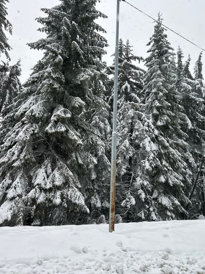 A vertical, low-angle shot depicts snow-covered evergreen trees adjacent to a snow-covered embankment. A utility pole with a horizontal bar bisects the left side of the frame. Snowflakes are subtly visible against a gray, overcast sky. The location is most likely Pamporovo, Bulgaria, given the query.