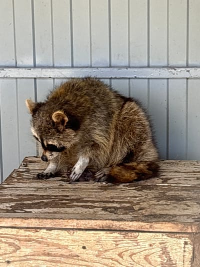 This media file, oriented vertically and rotated 90 degrees clockwise, captures a single raccoon in a state of rest. The primary subject, a brown and grey raccoon, is curled tightly into a ball, appearing to be asleep or deeply relaxed. Its distinctive dark facial mask, small rounded ears, and paws are visible as it nestles against a textured, weathered wooden surface.
The raccoon occupies the central and right portion of the frame. To its immediate left is a vertical, light grey or white weathered post, which appears to be a structural element. Further to the left, a light grey slatted or paneled wall forms the background, suggesting the animal is on or near the exterior of a building. The wooden surface to the right of the raccoon shows prominent grain and signs of aging.
The activity taking place is the raccoon sleeping or napping. Notable details include the animal's thick fur, its peaceful posture, and the clear signs of wear on the surrounding wooden and painted structures. The lighting indicates it is daytime. There is no visible text in the image. The scene is set outdoors, in Gay-Kodzor, Russia, where the raccoon has found a cozy spot to rest on a man-made structure.