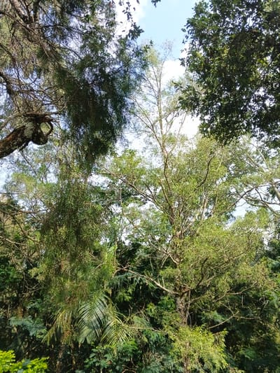 A dense forest canopy dominates the scene, revealing a glimpse of a pale blue sky overhead. Trees of varying heights and foliage types intertwine, showcasing lush green hues. A massive branch covered in moss extends across the frame, while sunlight filters through the leafy cover, creating dappled patterns below. The overall impression is one of wild, untamed nature.