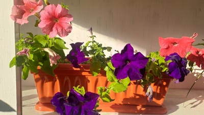 A close-up, high-angle shot captures a rectangular terracotta planter box filled with various blooming petunias in Sülüktü, Kyrgyzstan. The planter is positioned on a white wooden surface, possibly a windowsill or shelf, against a white wall that is partially illuminated by sunlight, casting shadows from the flowers and planter. The petunias display a vibrant mix of colors, including bright pink, deep purple, and coral red. Several flowers are fully open, showcasing their ruffled petals, while others are still buds or wilting, indicating a stage of continuous bloom. The foliage is a lush green, with some leaves exhibiting a slightly fuzzy texture. The scene is illuminated by natural light, creating a warm glow and highlighting the textures and colors of the flowers. The image is a still life, focusing solely on the floral arrangement and its immediate surroundings.