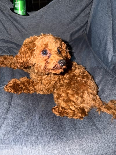 A medium shot, eye-level, indoor photograph captures a small, reddish-brown poodle puppy resting on a dark gray, textured surface, likely a couch or cushion. The puppy is positioned on its left side, with its front legs extended forward and its hindquarters slightly curled. Its fur is curly and somewhat disheveled, giving it a fluffy appearance. The puppy's head is turned slightly to the right, and its eyes are open, dark, and appear wet, with some reddish staining around them, possibly from tears or discharge. Its nose is black and moist.
In the upper left corner of the image, partially obscured by the puppy's head, is a bright green can with white lettering. The visible text on the can includes "HEINEKEN ORIGINAL". The background is a plain, dark gray fabric with visible folds and wrinkles, indicating it is a soft material. The lighting appears to be artificial, casting some shadows and highlighting the texture of the fabric and the puppy's fur. There is no indication of an outdoor environment or any specific landmarks that would place the scene in the city of Ribnik, Bulgaria.