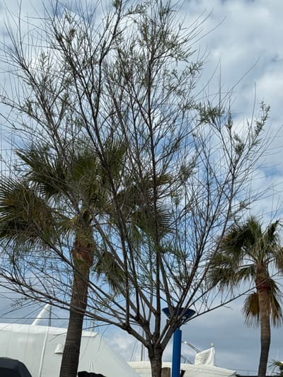 The image displays an outdoor scene within the marina area of Port D'andratx, Spain. A semi-deciduous tree with a dense network of thin, dark brown branches and sparse green foliage dominates the central and left portions of the foreground. Behind this tree, two palm trees with brown trunks and green fronds are visible, one positioned left-center and the other to the right. The upper background consists of a partially overcast sky with white clouds and blue patches. In the lower mid-ground, below the tree canopy, multiple white tarpaulins covering docked boats or yachts are present. A segment of a vertical blue pole with a dark, disc-shaped top is partially visible behind the central foreground tree, towards the right. No individuals, actions, or specific interactions are depicted.